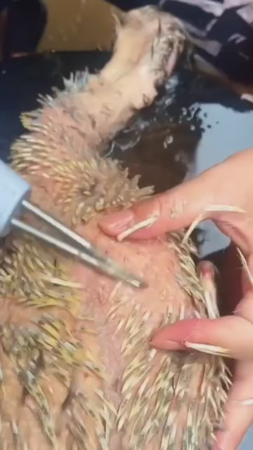 Električni uređaj za čišćenje pilića